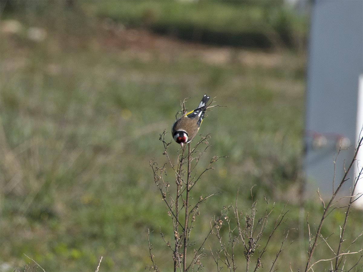 Carduelis carduelis